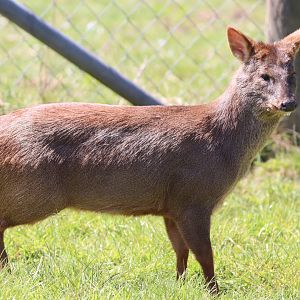 Southern Pudu