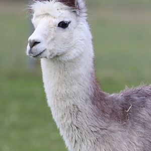 Alpaca