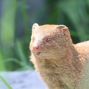 Slender Mongoose