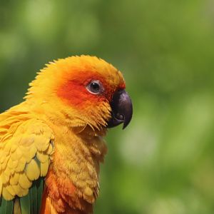 Sun Conure