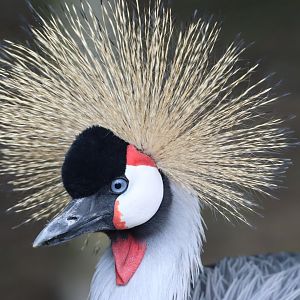 Eastern Grey-crowned Crane