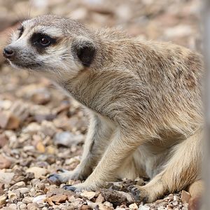 Meerkat