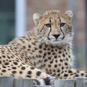 South African Cheetah Cub