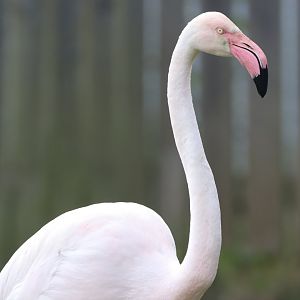 Greater Flamingo