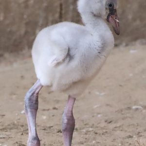 Greater Flamingo Chick
