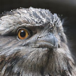 Tawny Frogmouth