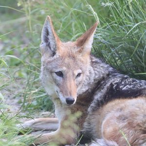 Black-backed Jackal