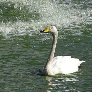 Whooper swan (Cygnus cygnus)