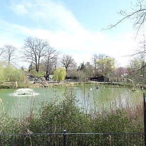 Lake enclosure for whooper swan