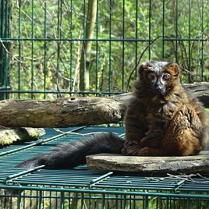Red-bellied lemur (Eulemur rubriventer)