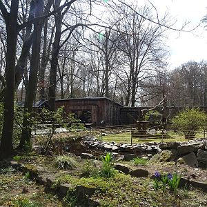 Black-and-white ruffed lemur enclosure