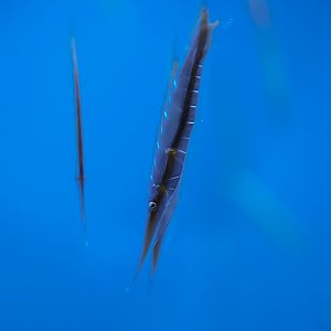 Grooved Razorfish