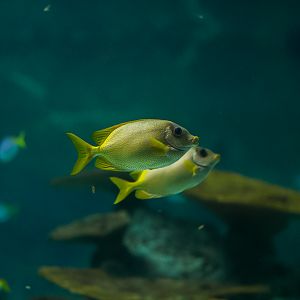 Coral Rabbitfishes