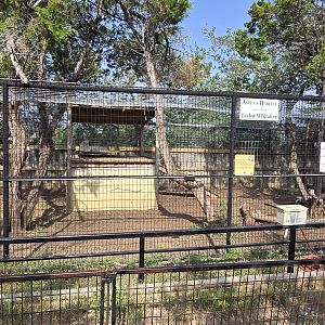 Grey Wolf - former vacant cage