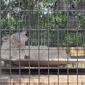 Grey Wolf - former vacant cage