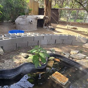 Red eared slider and red-footed tortoise