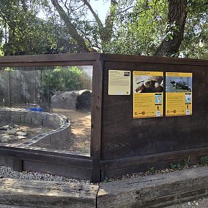 Red eared slider and red-footed tortoise
