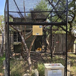 Genet  habitat - new