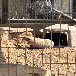 Six-banded armadillo - former prairie dog