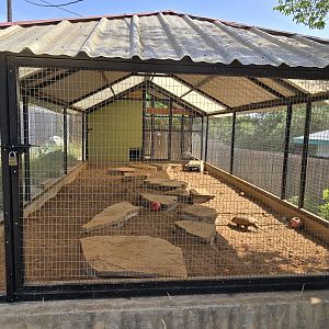 Six-banded armadillo - former prairie dog