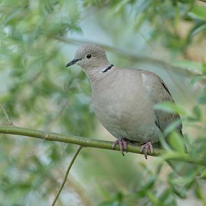 Collared Dove (wild) UK
