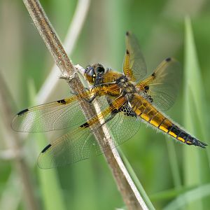 Four Spotted Chaser (wild) UK