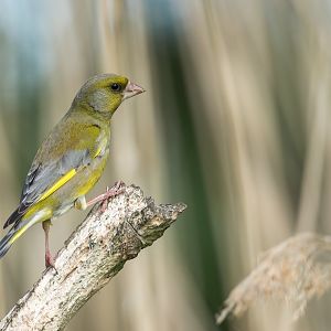 Greenfinch (wild) UK