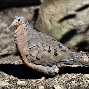 Socorro Dove (Zenaida graysoni)