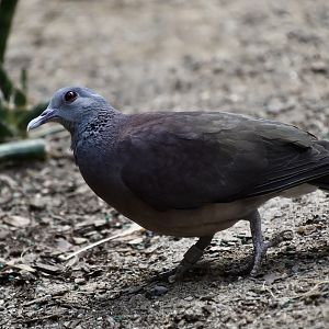 Malagasy Turtle Dove (Nesoenas picturatus)
