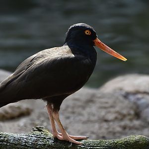 Black Oystercatcher (Haematopus bachmani)