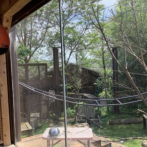 Columbus Zoo - Heart of Africa - Vervet Monkey exhibit