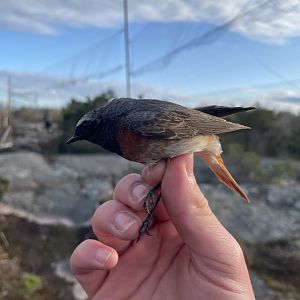 Male Common Redstart, Hanko Bird Observatory