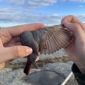 Young redstart wing