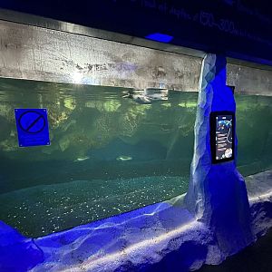 Antarctic Penguin Exhibit (2 species)