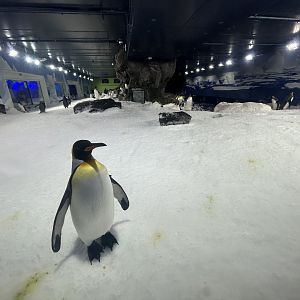 Antarctic Penguin Exhibit (2 species)
