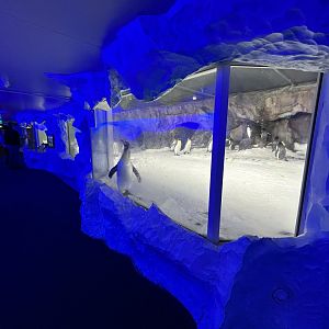 Antarctic Penguin Exhibit (2 species)