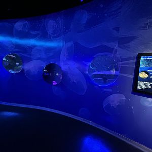 Assorted Tanks (6 species)