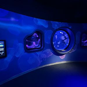 Jelly Exhibits (3 species)