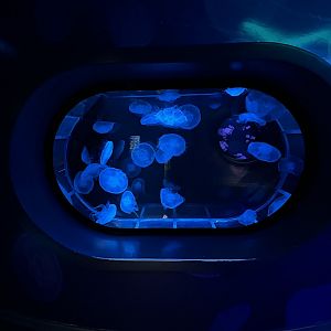 Moon Jelly Exhibit