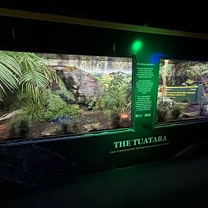 Tuatara Exhibit