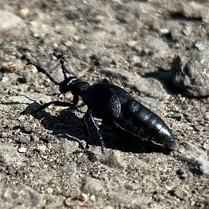 Oil Beetle ID