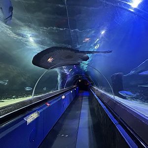 Oceanarium Tunnel