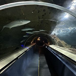 Oceanarium Tunnel