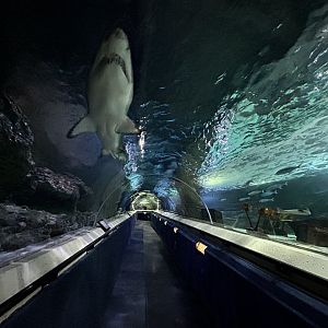 Oceanarium Tunnel