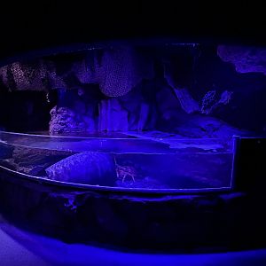 Packhorse Lobster Exhibit