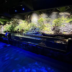 Longfin Eel Exhibit