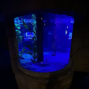 Spiny Sea Dragon Exhibit