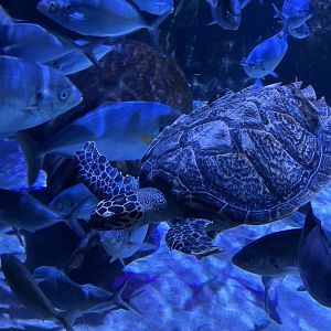 Hawksbill Sea Turtle (& Others)