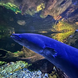 Longfin Eel