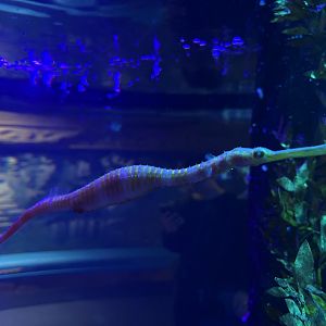 Spiny Sea Dragon